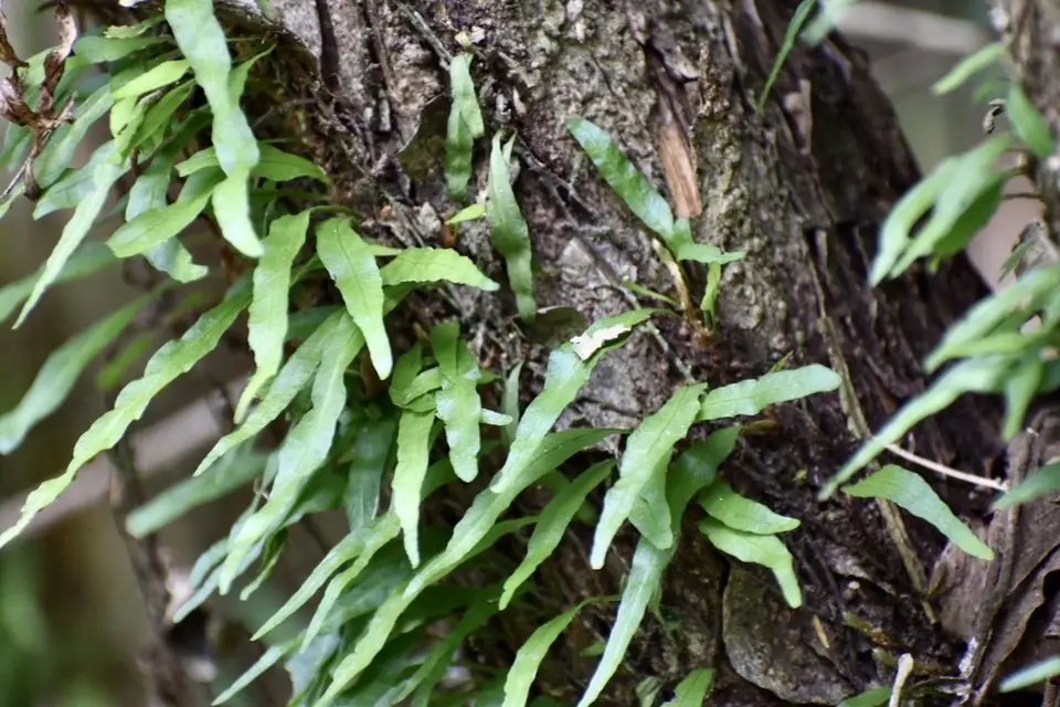 Clinging Snakefern (Microgramma heterophylla)