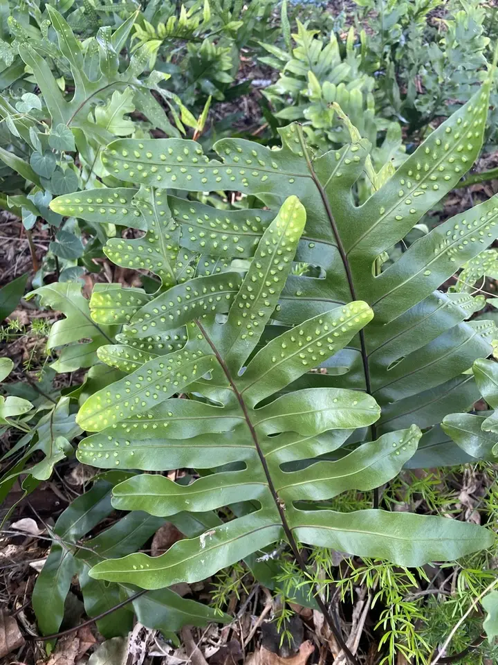 Musk Fern (Microsorum grossum)