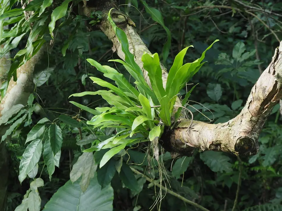 Elkhorn Fern (Microsorum punctatum)
