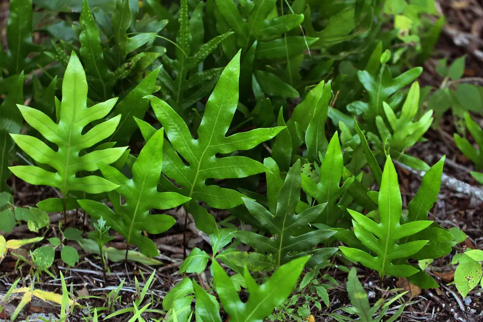 Monarch Fern (Microsorum scolopendria)