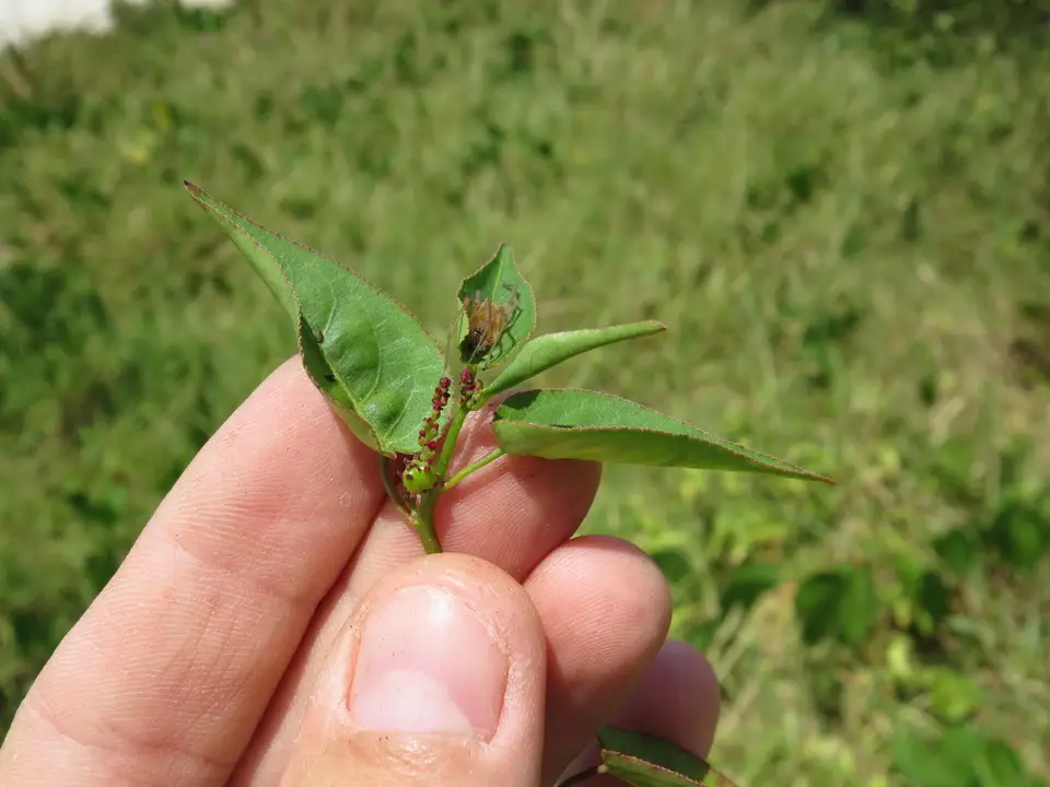 Microstachys corniculata (Microstachys corniculata)