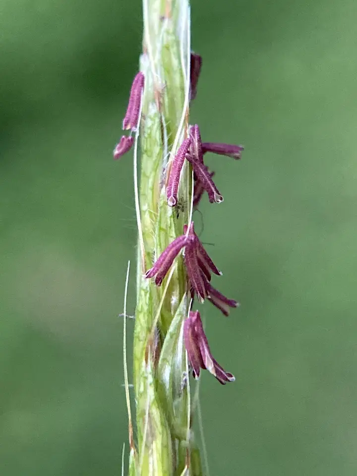 Japanese Stiltgrass (Microstegium vimineum)