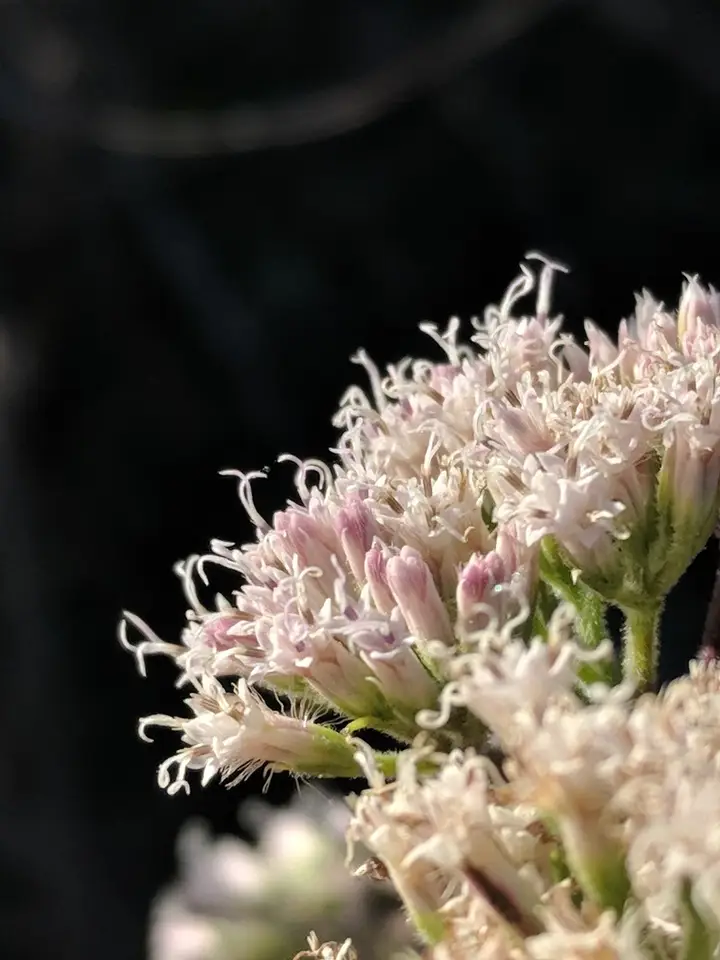 Florida Keys Hempvine (Mikania cordifolia)