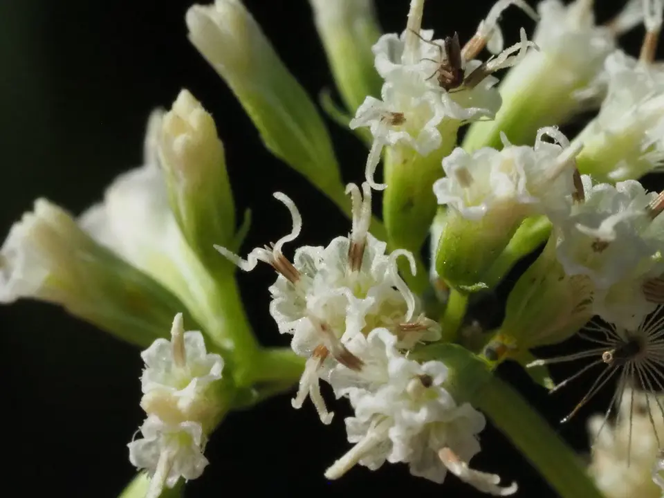 Mile-A-Minute (Mikania micrantha)