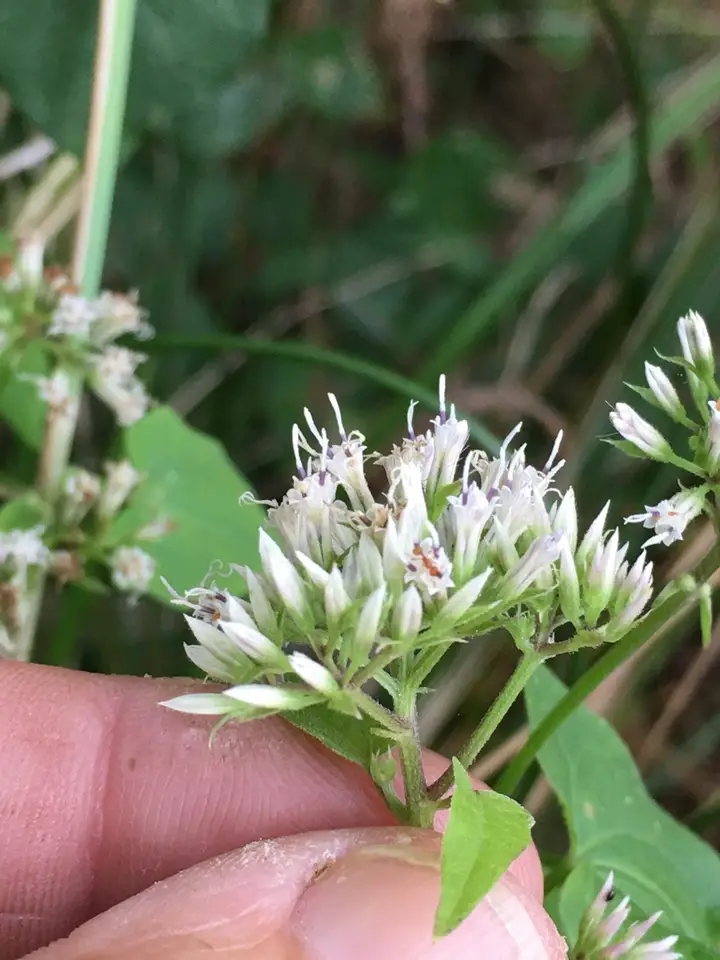 Climbing Hempvine (Mikania scandens)