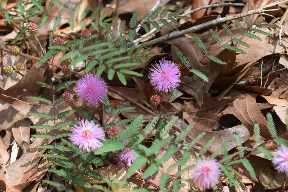 Florida Sensitive Briar (Mimosa floridana)