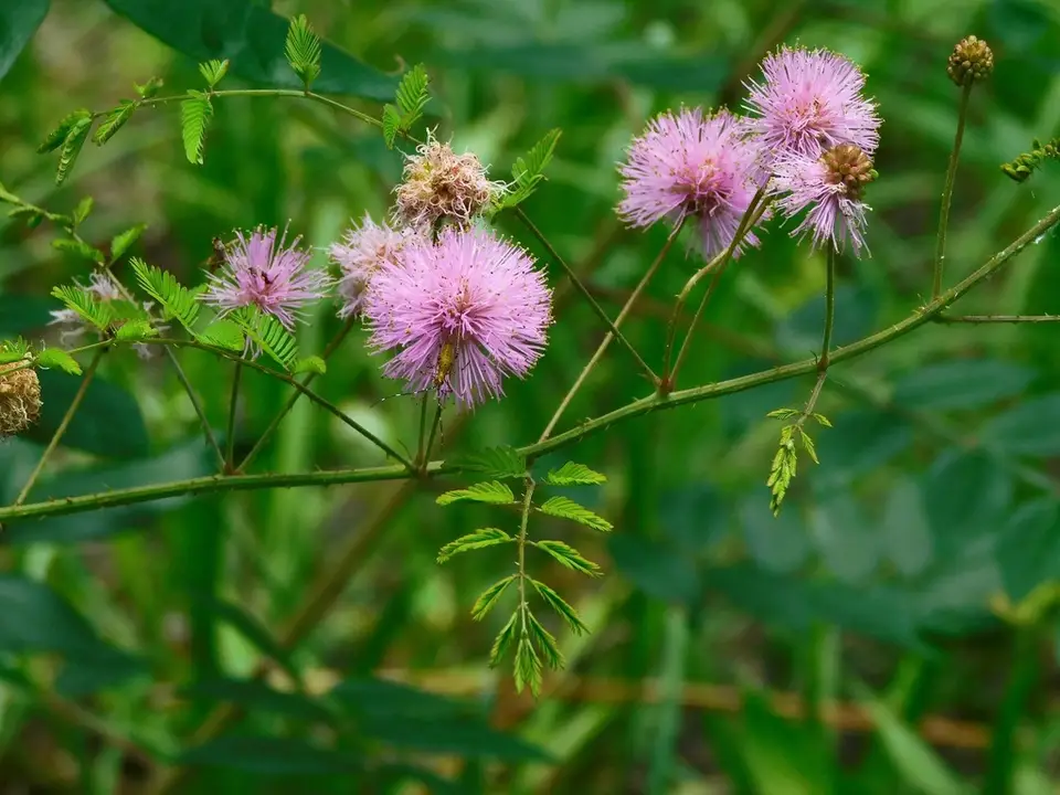 Littleleaf Sensitive-Briar (Mimosa microphylla)