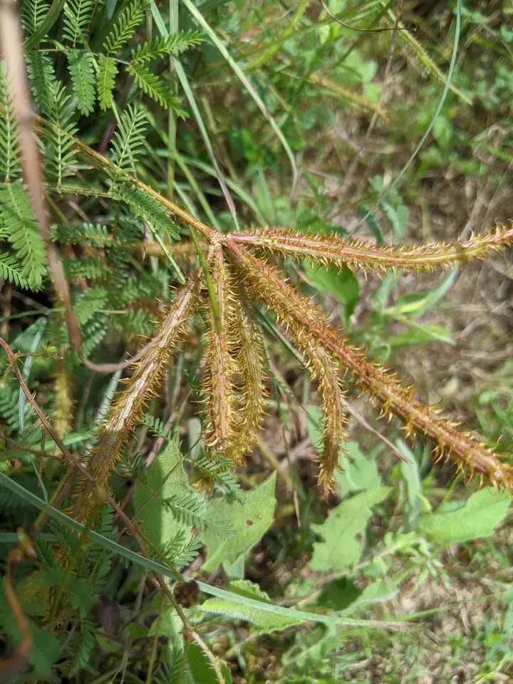 Catclaw Briar (Mimosa nuttallii)