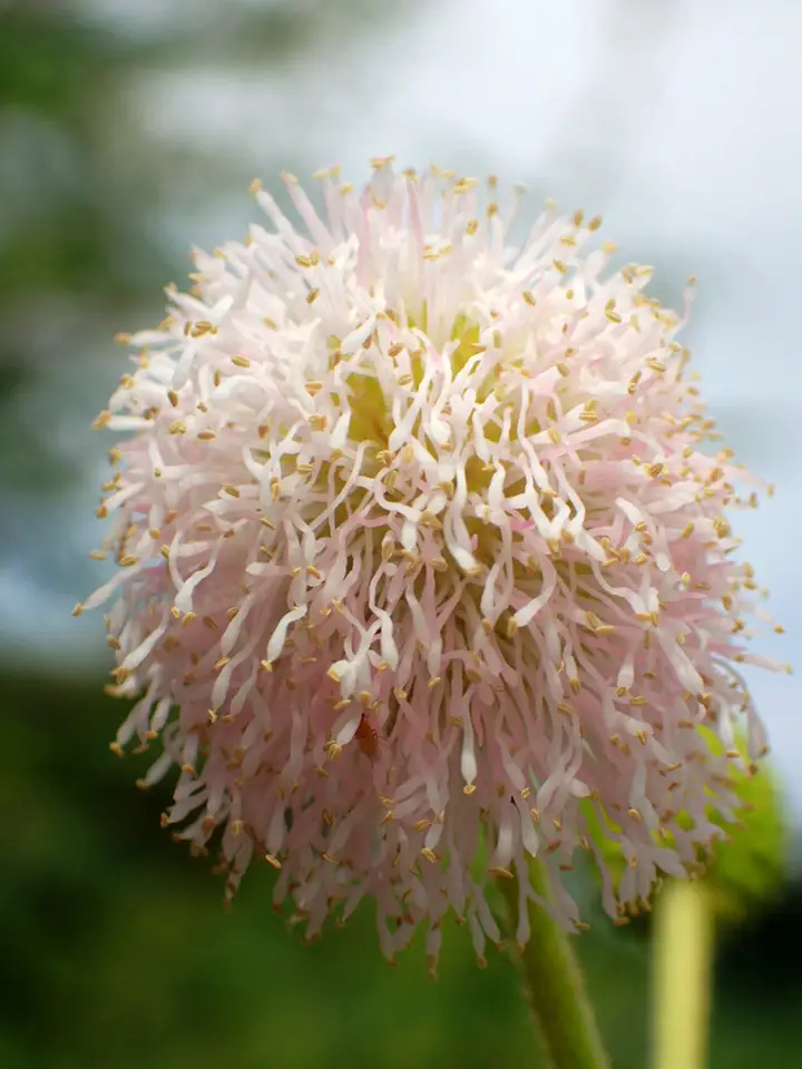 Giant Sensitive Plant (Mimosa pigra)