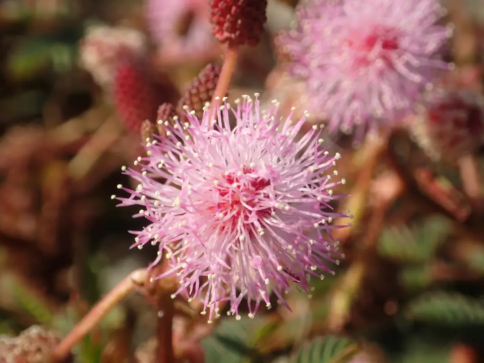 Sensitive Plant (Mimosa pudica)