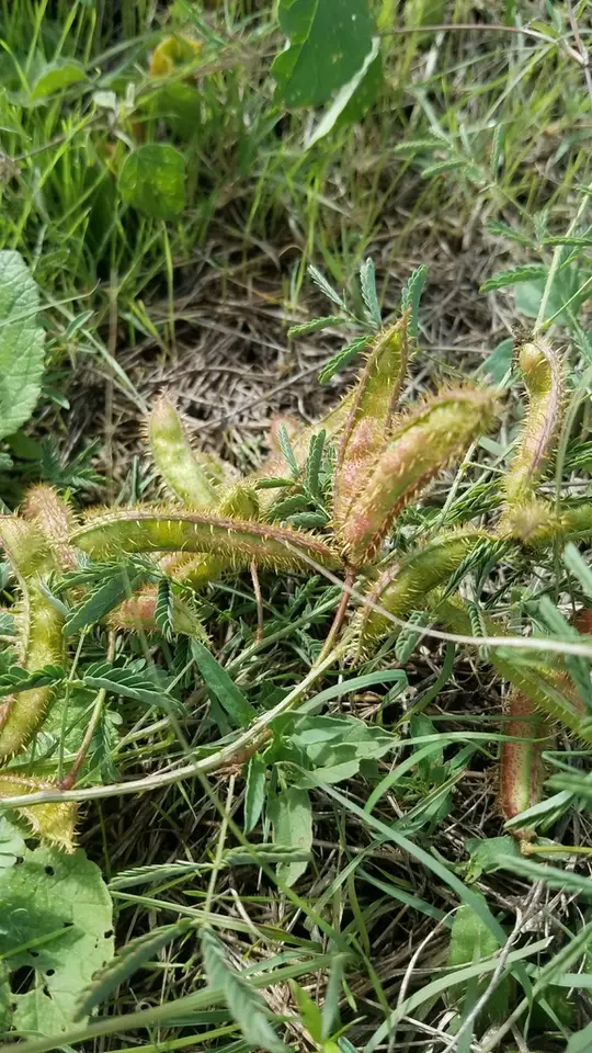 Fourvalve Mimosa (Mimosa quadrivalvis)