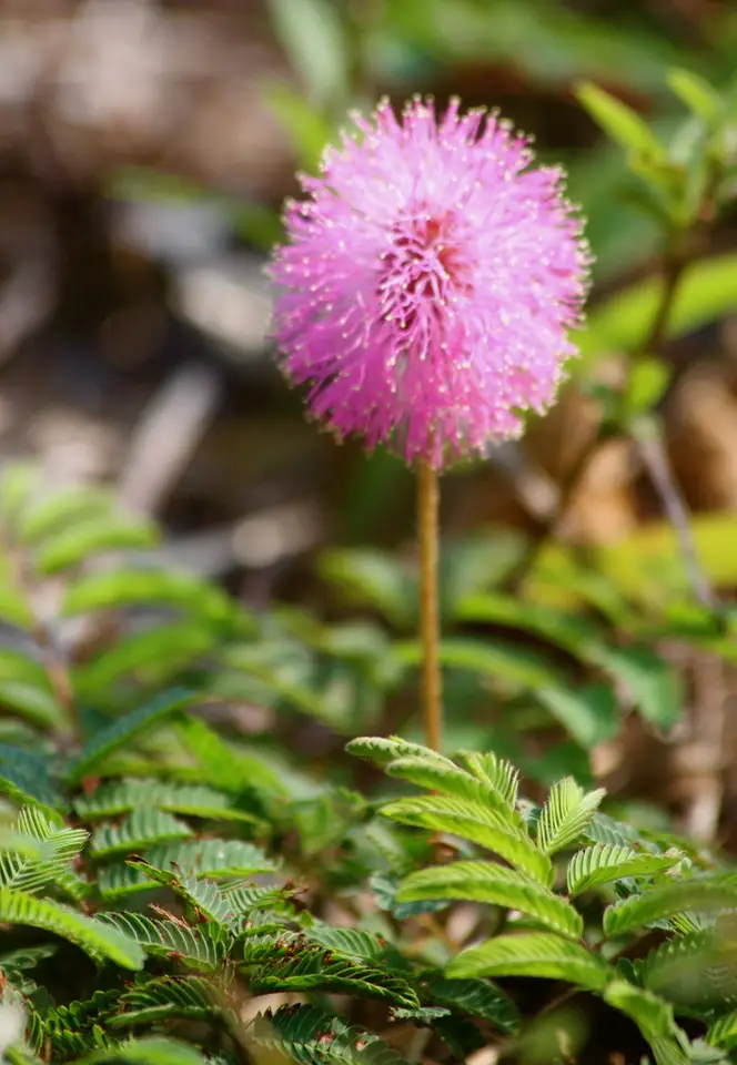 Sunshine Mimosa (Mimosa strigillosa)