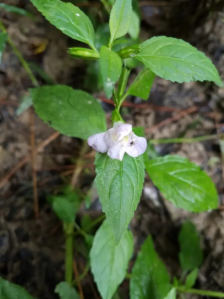 Sharpwing Monkeyflower (Mimulus alatus)