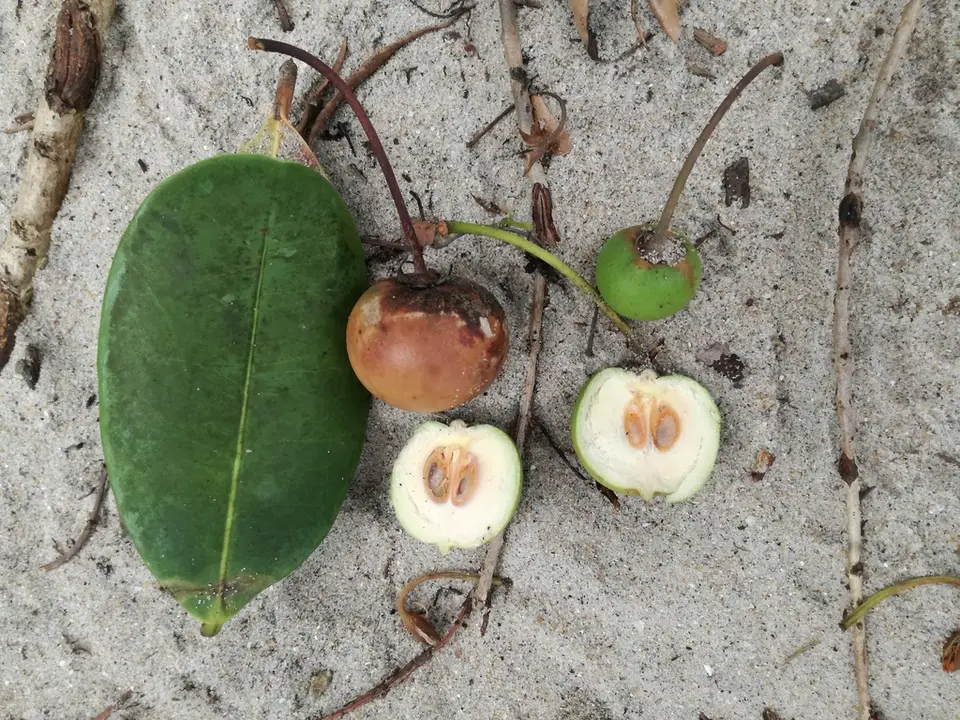 Mimusops coriacea (Mimusops coriacea)