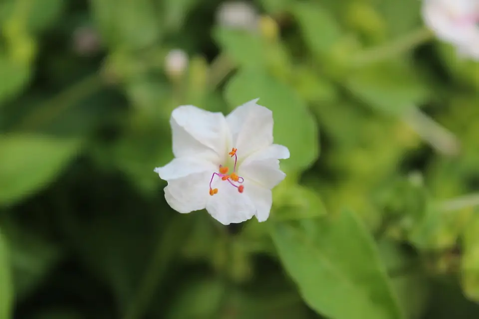 Marvel of Peru (Mirabilis jalapa)