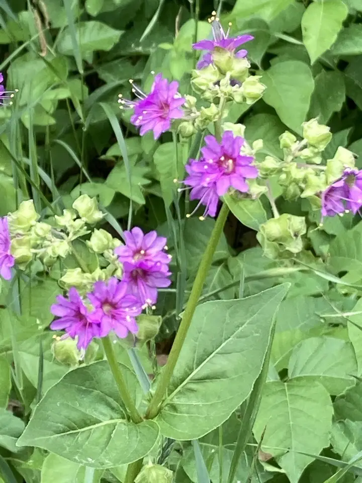 Wild Four O'Clock (Mirabilis nyctaginea)