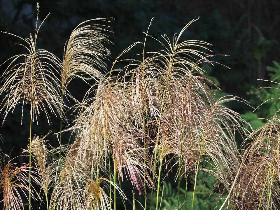 Chinese Silver Grass (Miscanthus sinensis)