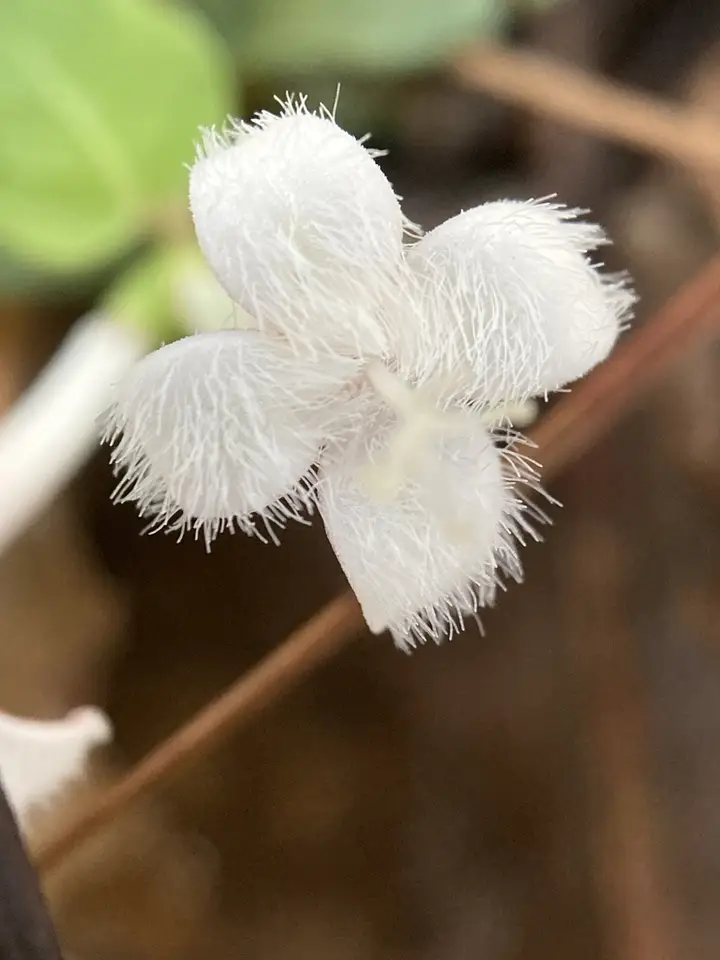 Partridgeberry (Mitchella repens)