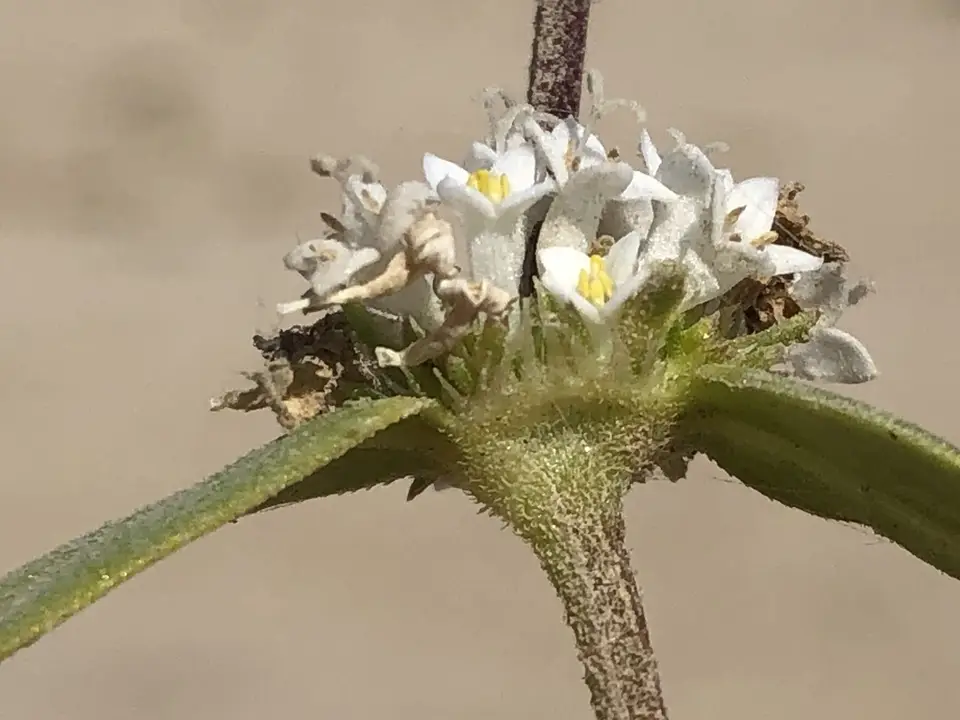 Tropical Girdlepod (Mitracarpus hirtus)