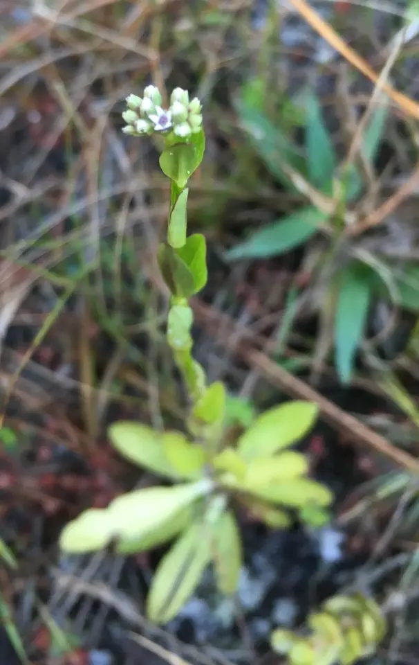 Narrowleaf Hornpod (Mitreola angustifolia)