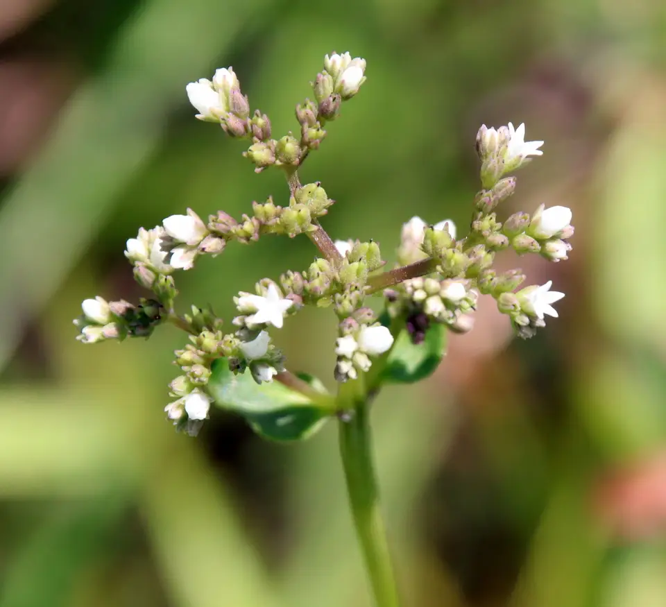 Wand Hornpod (Mitreola sessilifolia)