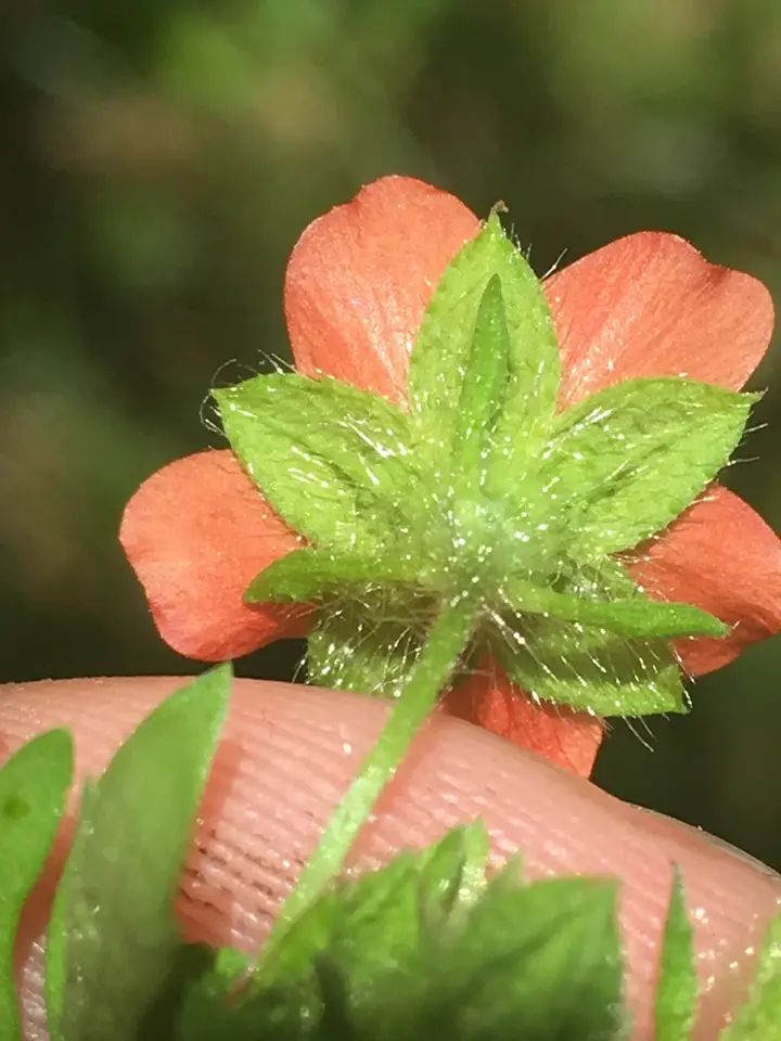 Bristly Mallow (Modiola caroliniana)