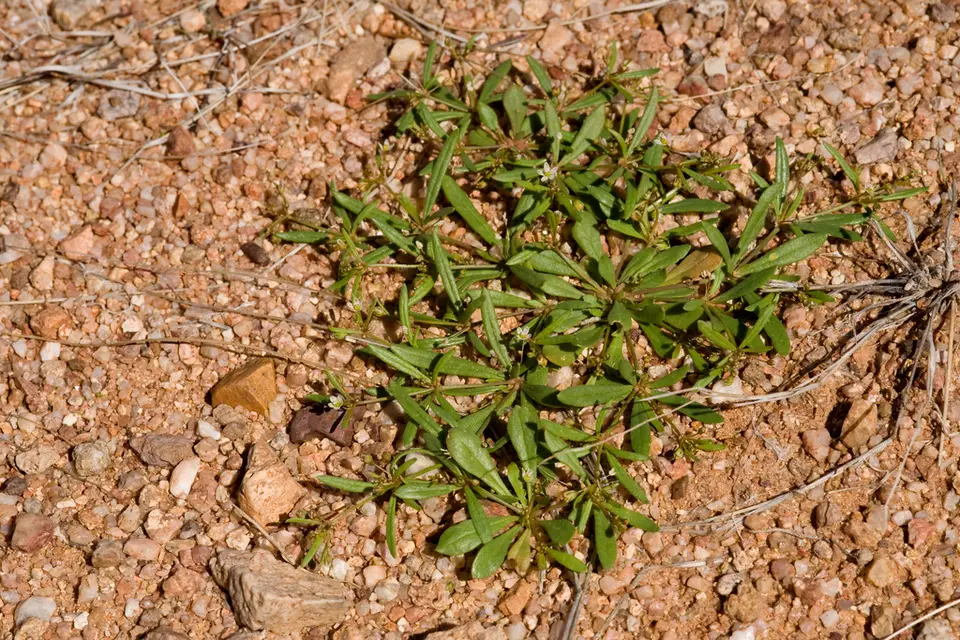 Green Carpetweed (Mollugo verticillata)