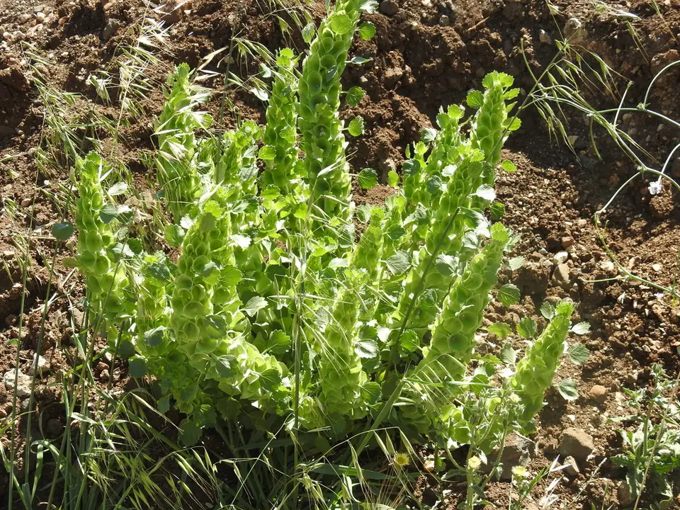 Bells-Of-Ireland (Moluccella laevis)