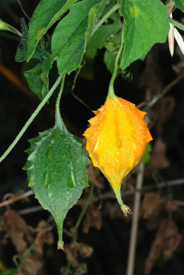 Bitter Melon (Momordica charantia)
