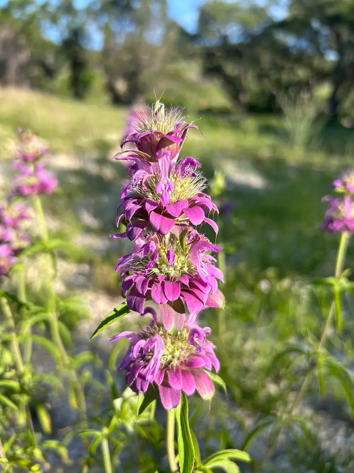 Lemon Beebalm (Monarda citriodora)