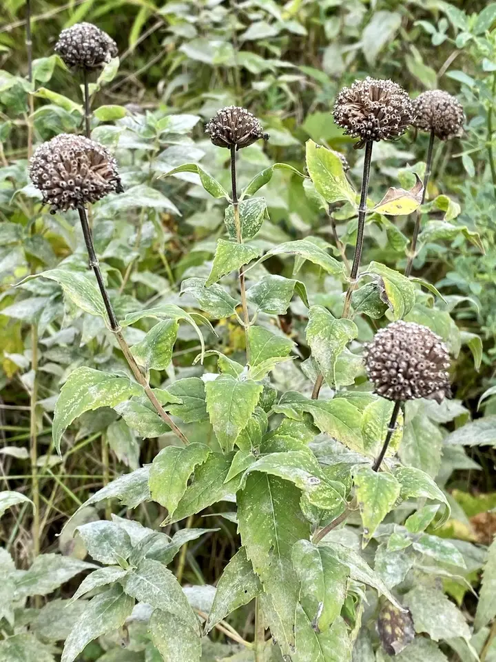 Wild Bergamot (Monarda fistulosa)