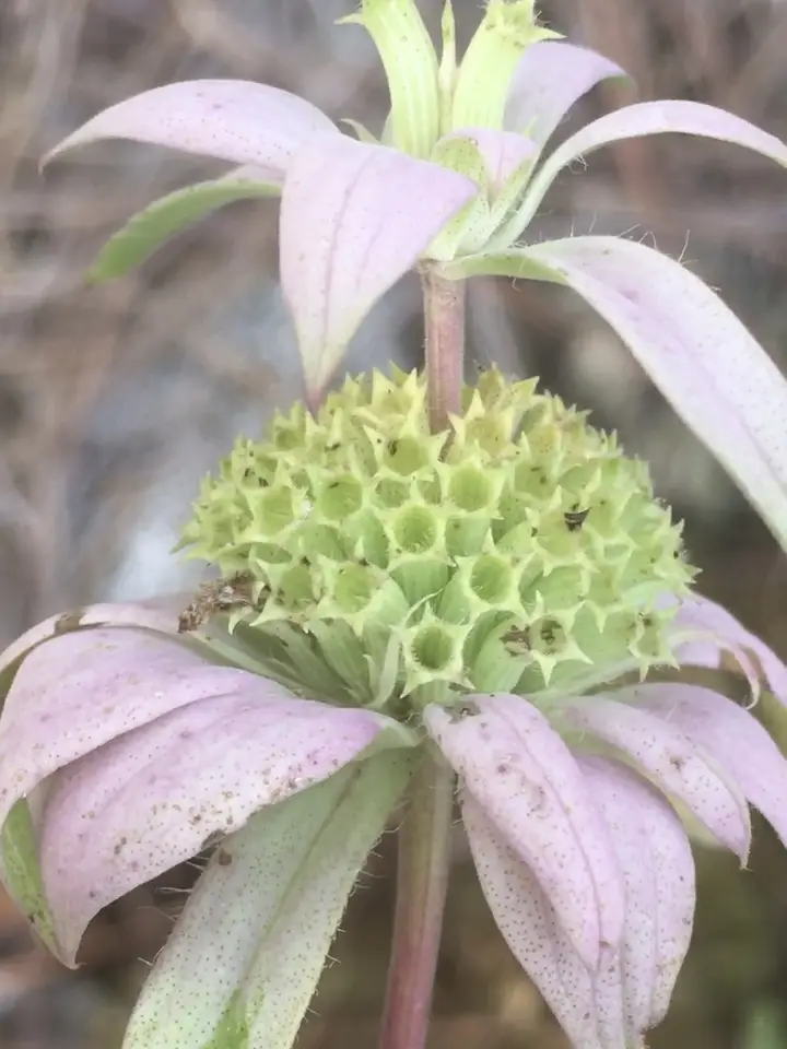 Spotted Horsemint (Monarda punctata)