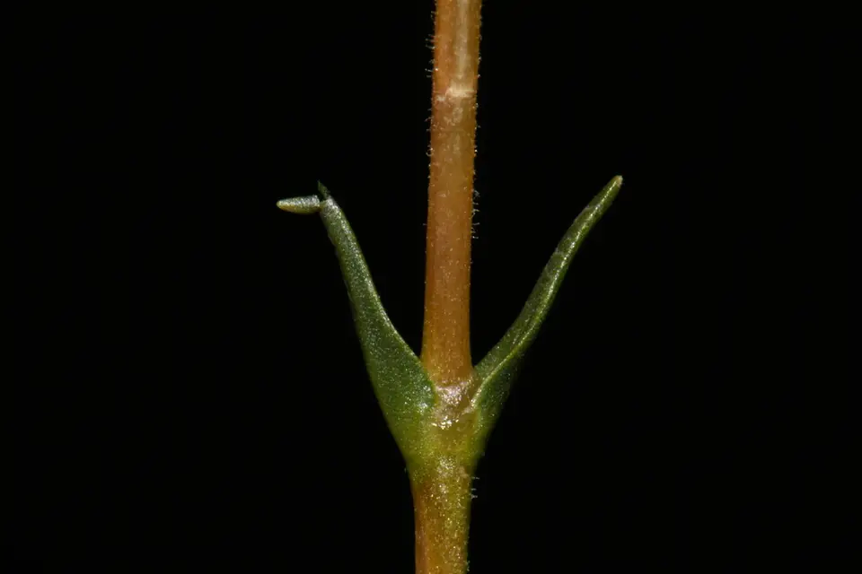 Pine-Barren Sandwort (Mononeuria caroliniana)