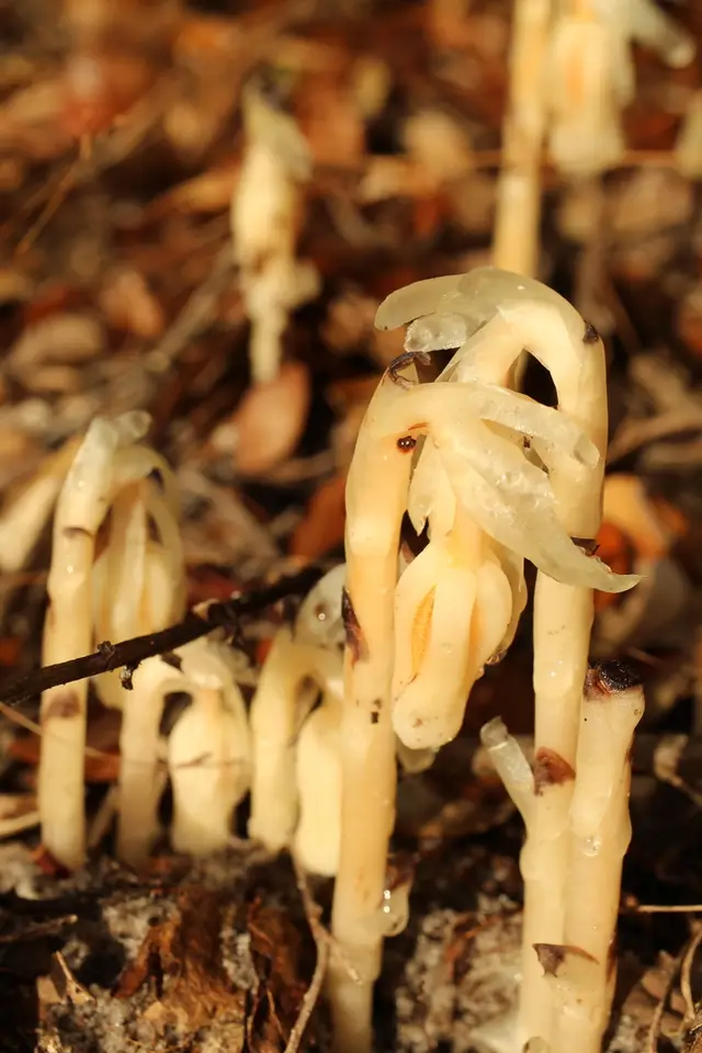Southern Ghost Pipe (Monotropa brittonii)