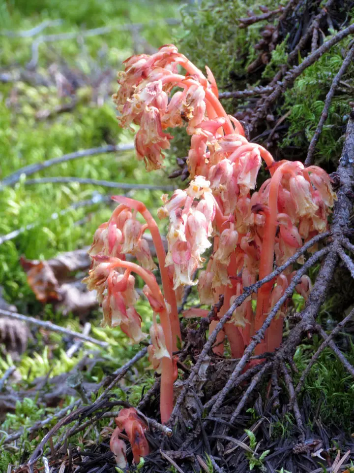 Pinesap (Monotropa hypopitys)