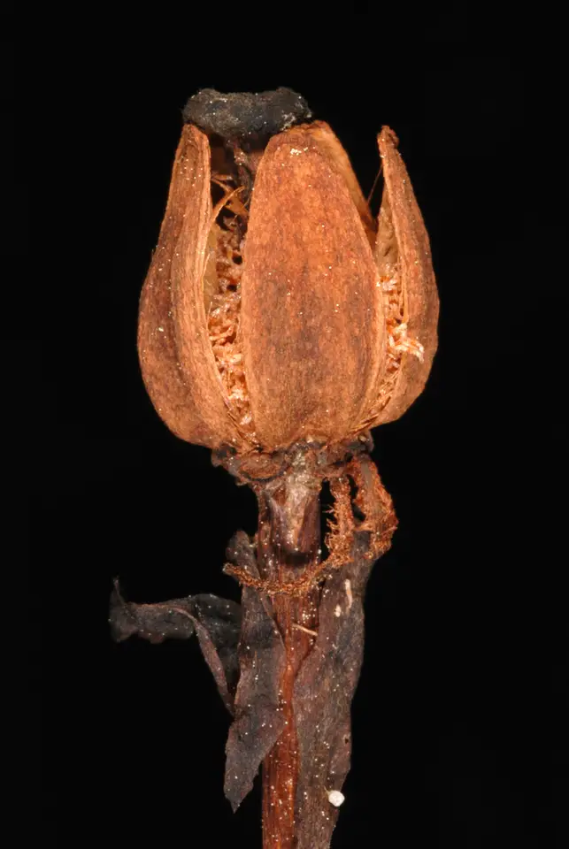 Ghost Pipe (Monotropa uniflora)