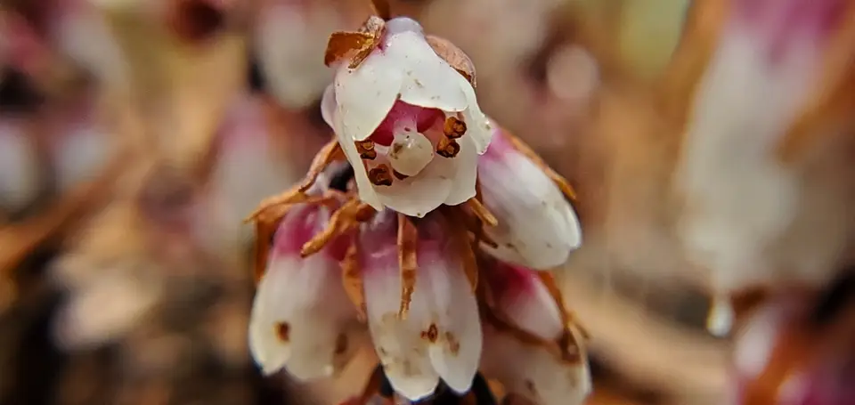 Florida Pygmy Pipes (Monotropsis reynoldsiae)