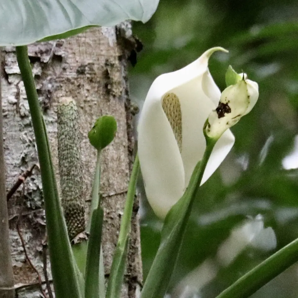 Swiss Cheese-Plant (Monstera adansonii)