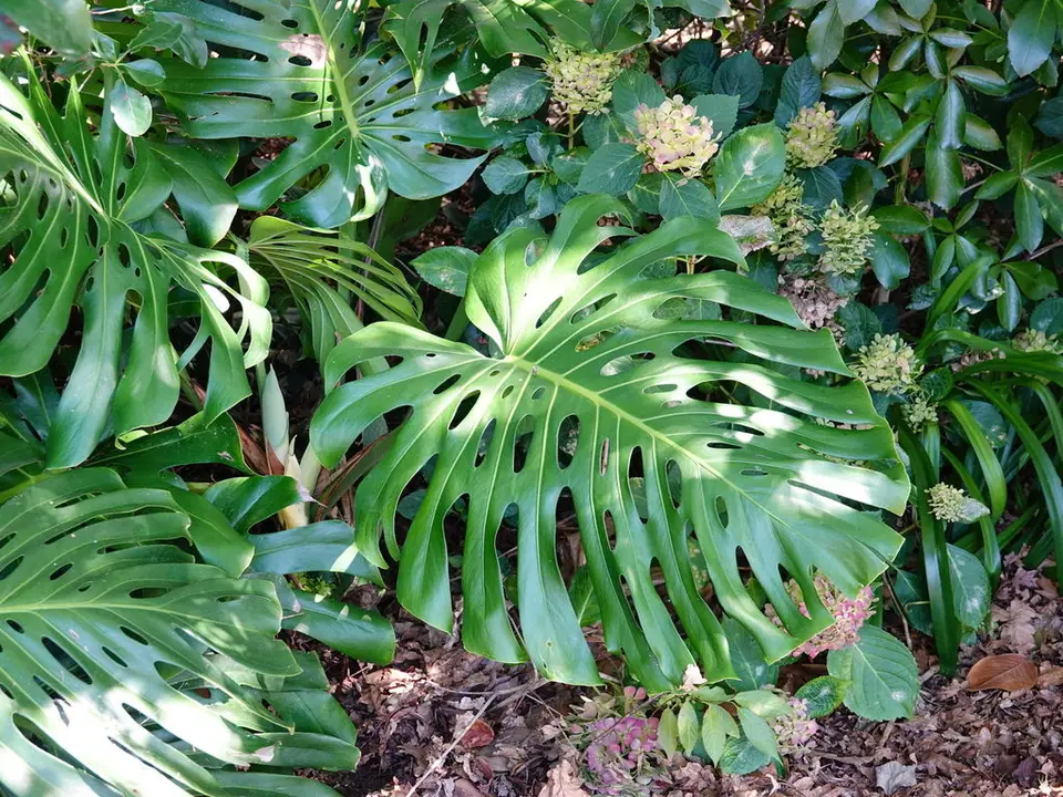 Swiss Cheese Plant (Monstera deliciosa)