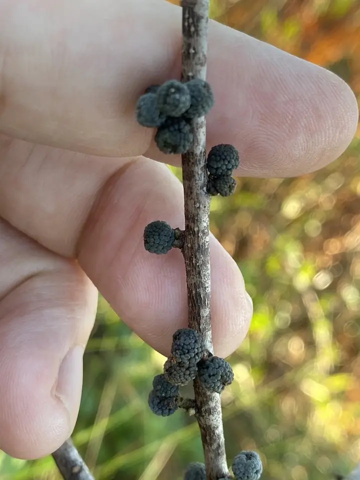 Small Bayberry (Morella caroliniensis)