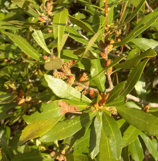 Southern Wax Myrtle (Morella cerifera)