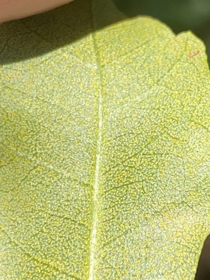 Dwarf Bayberry (Morella pumila)