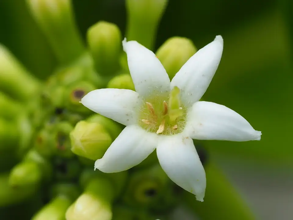 Noni (Morinda citrifolia)