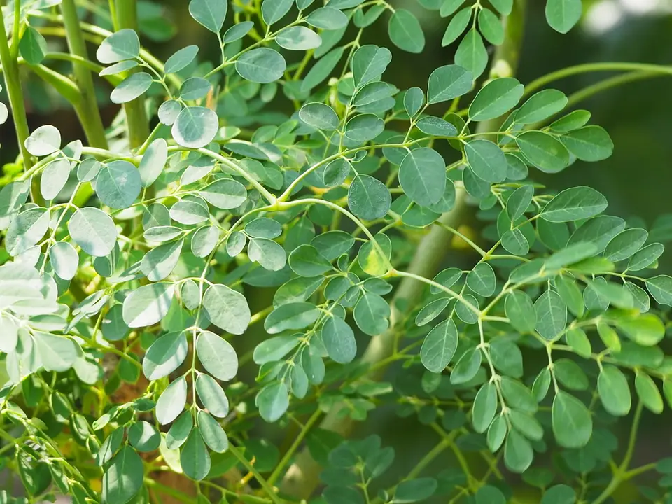 Moringa Tree (Moringa oleifera)