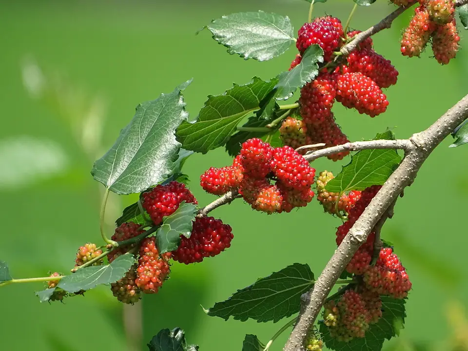 White Mulberry (Morus alba)