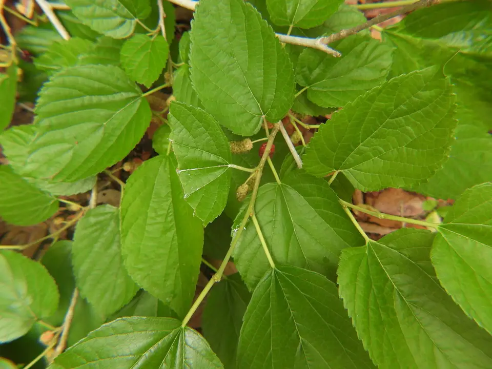 Morus alba × rubra (Morus alba × rubra)