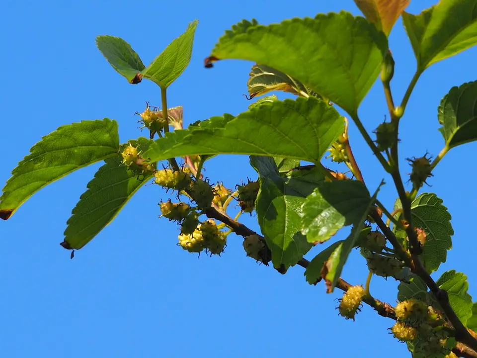 Korean Mulberry (Morus indica)