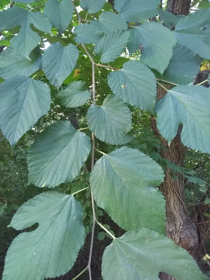 Red Mulberry (Morus rubra)