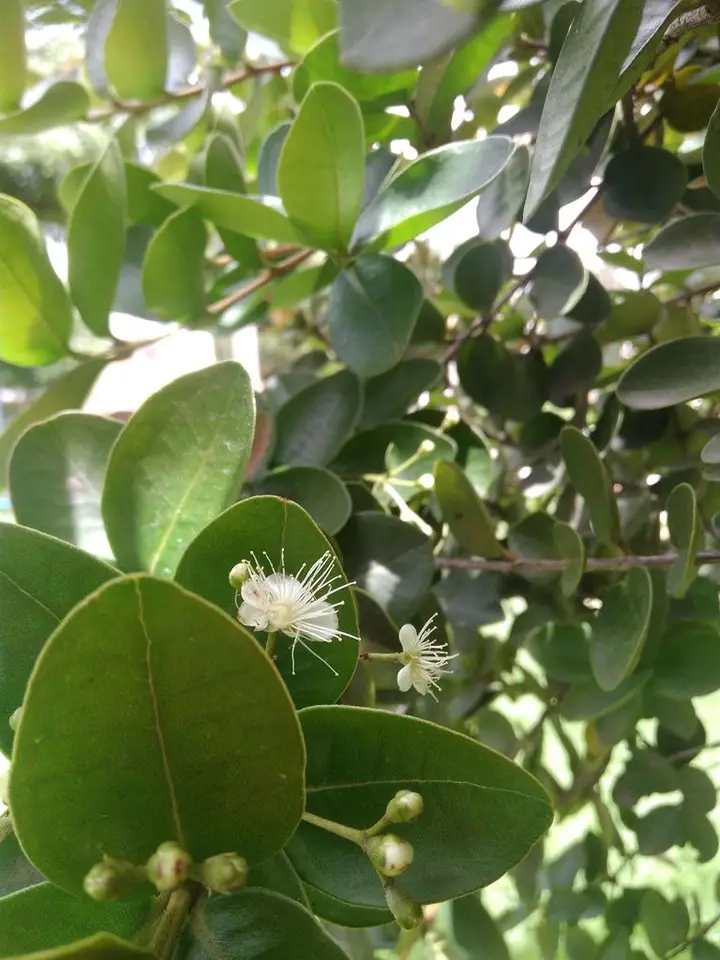 Mangroveberry (Mosiera longipes)
