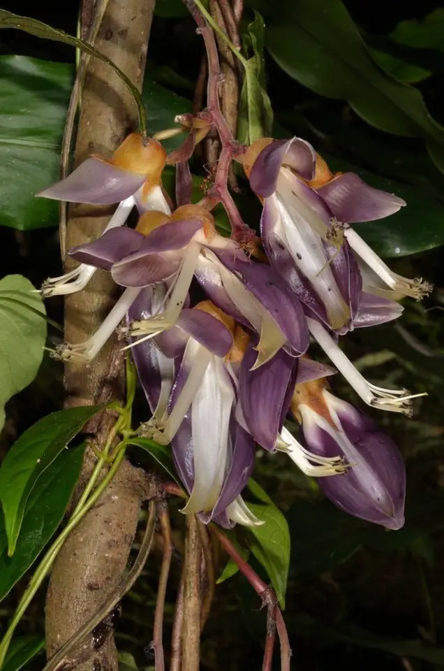 Velvet Bean (Mucuna pruriens)
